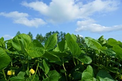 耕作大地　十勝　～あずき畑