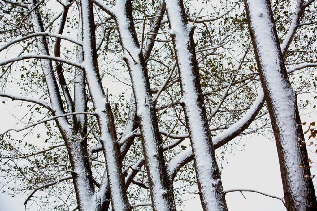 初雪　樹