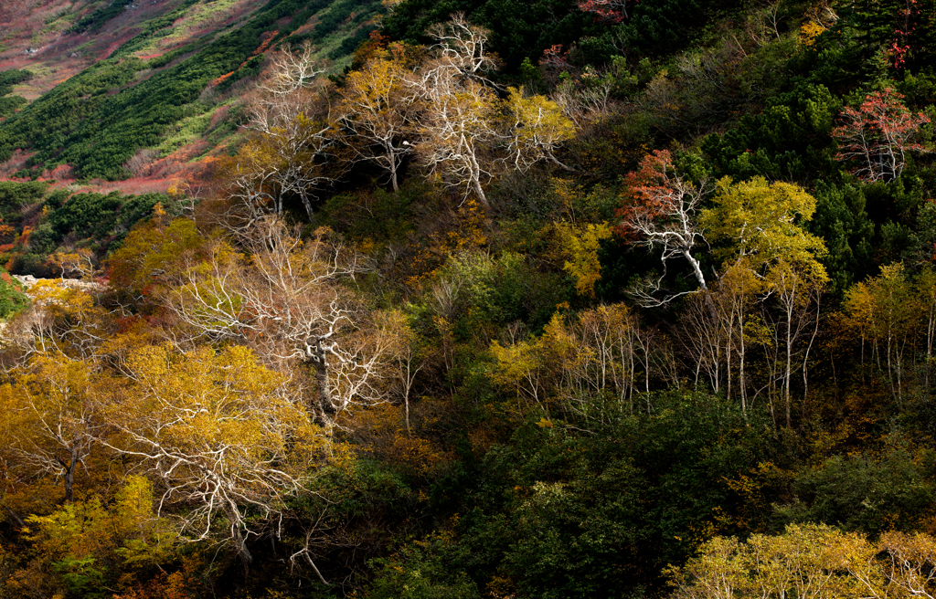 十勝岳紅葉２