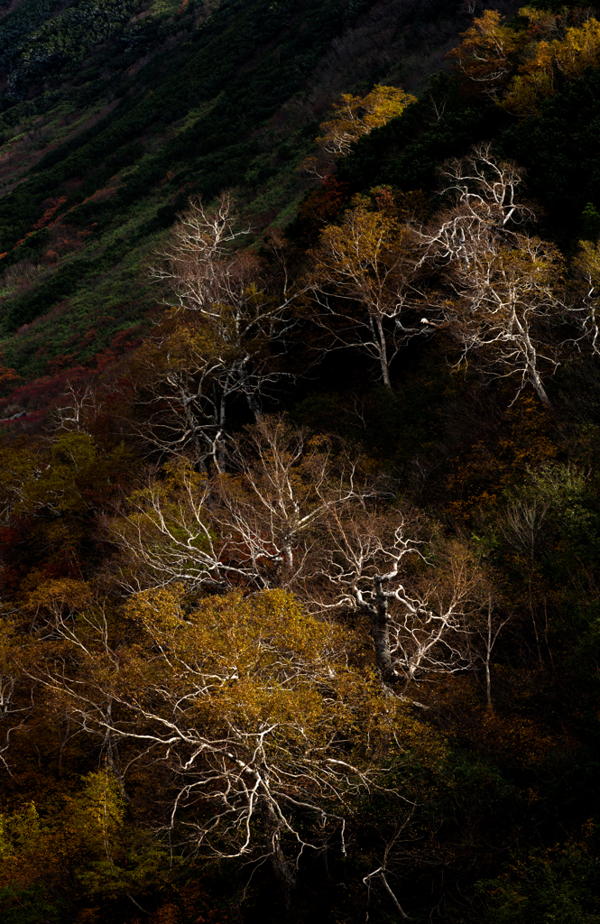 十勝岳紅葉　紅葉と白い稲妻