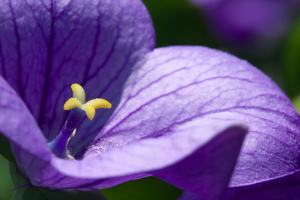 花心
