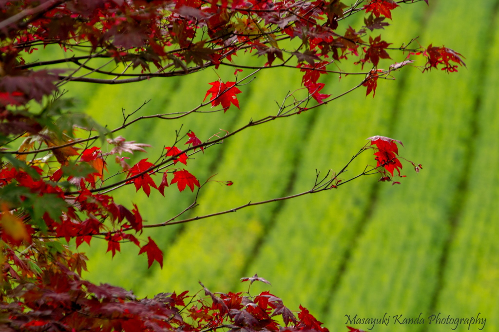 丘の紅葉