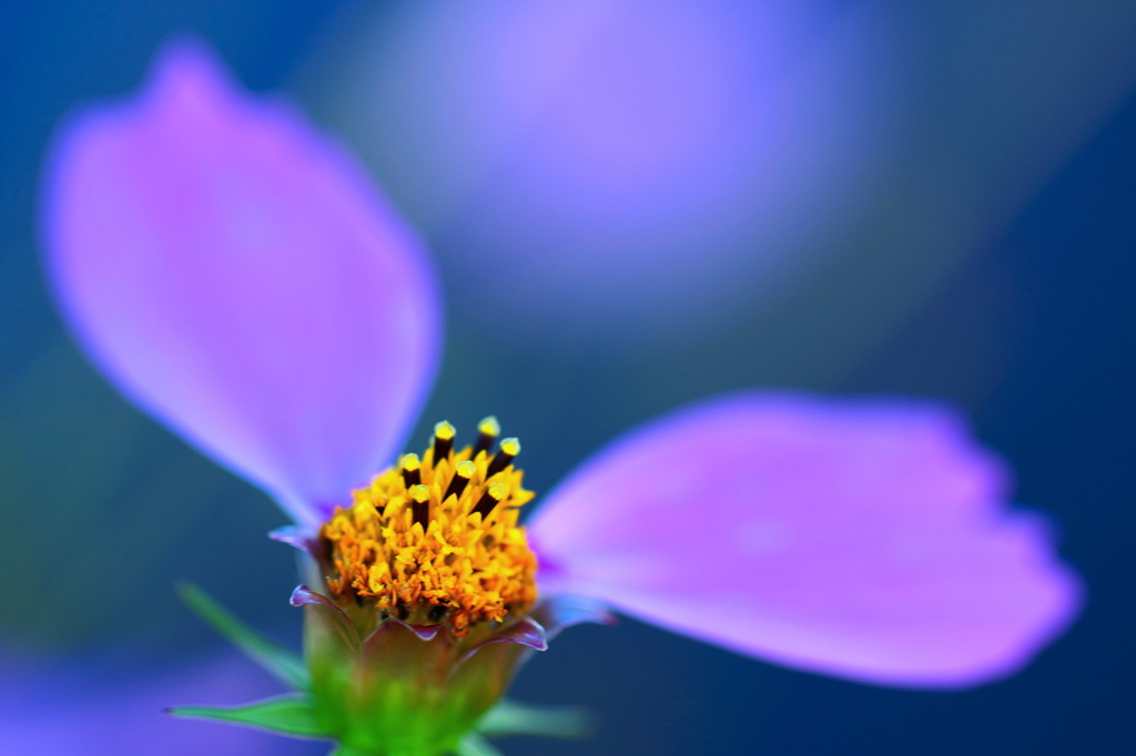 花心～To the next generation