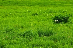 草