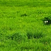 草