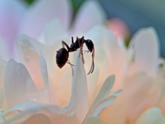 花びら越え