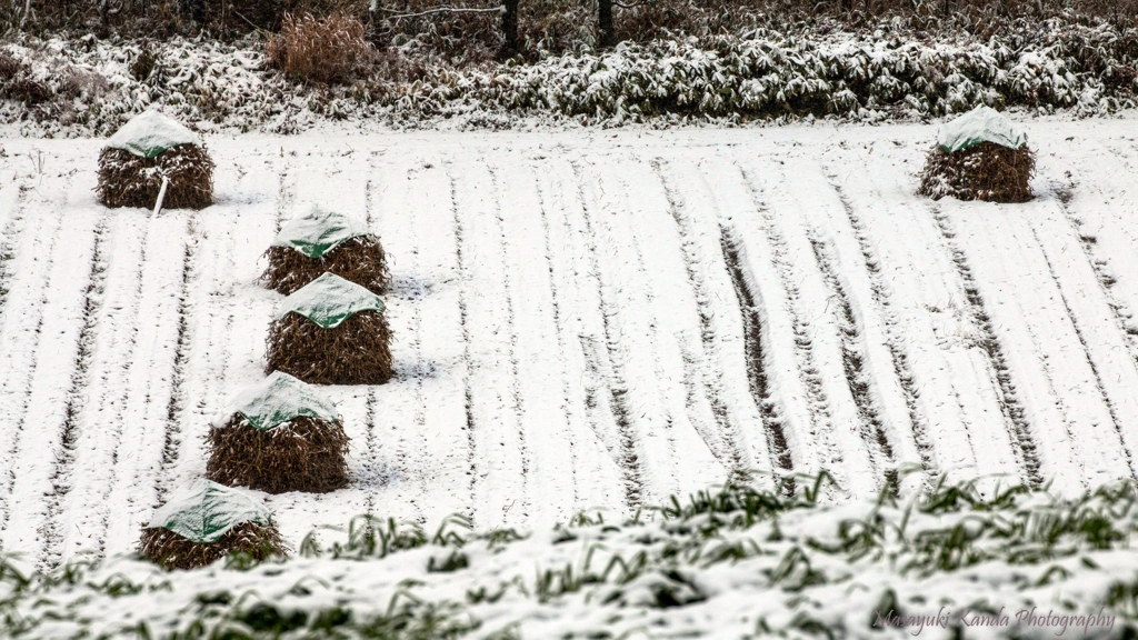 雪中のニオ２