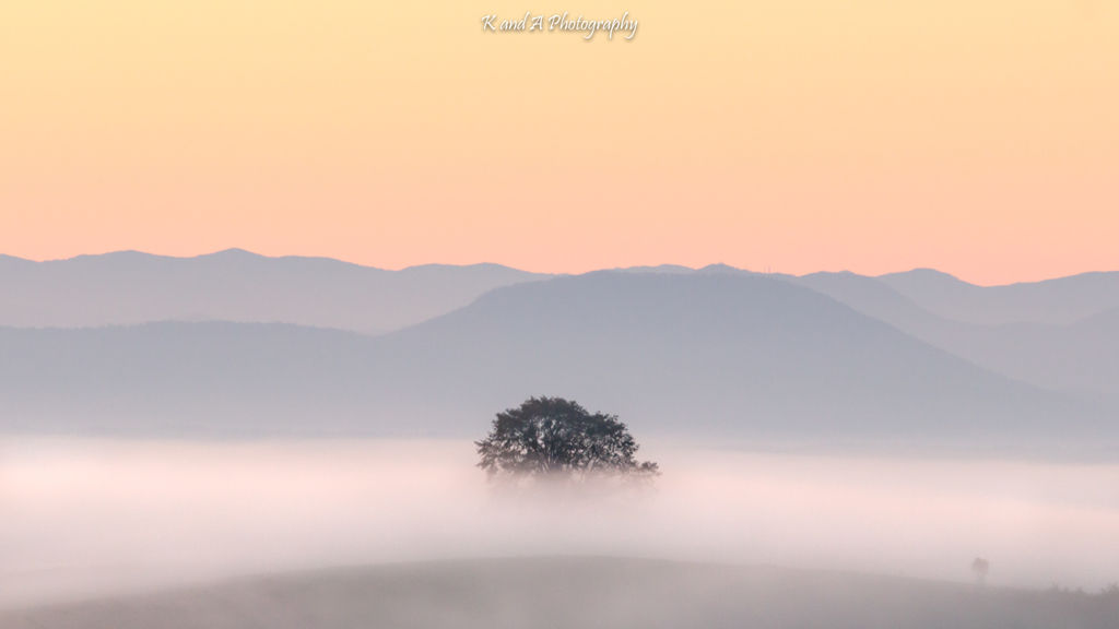 Tree in the misty morning 