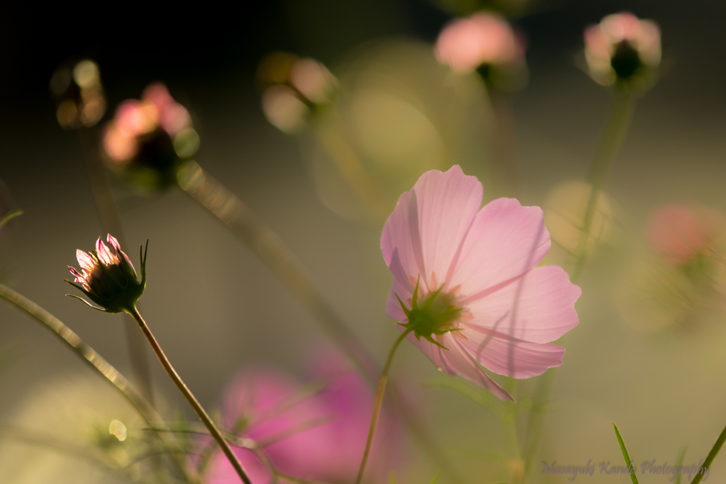 秋桜　光の移ろいの中で　１
