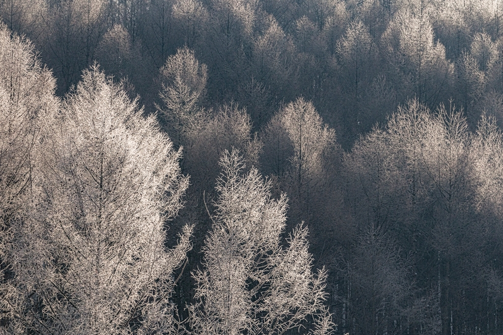 霧氷２