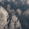 霧氷２