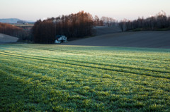 Green of Early May 1