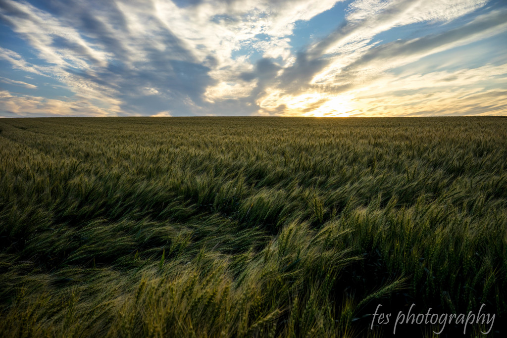 麦畑の夕