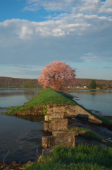 東川桜八景７