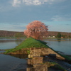 東川桜八景７