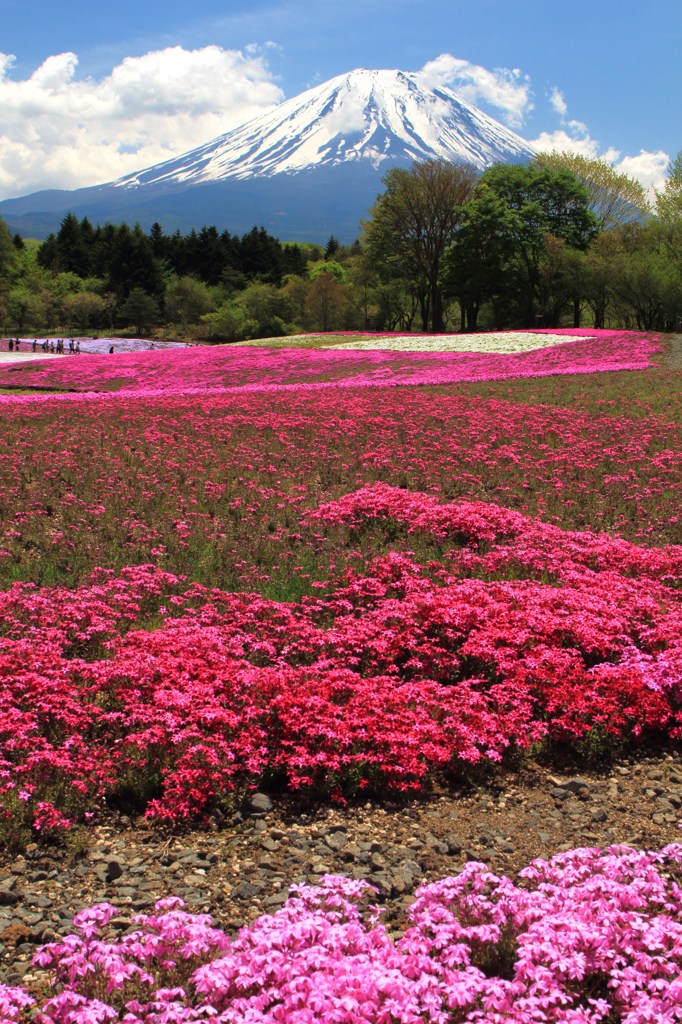 芝桜と富士山