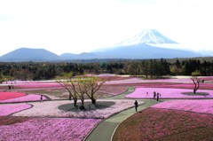 富士桜祭り