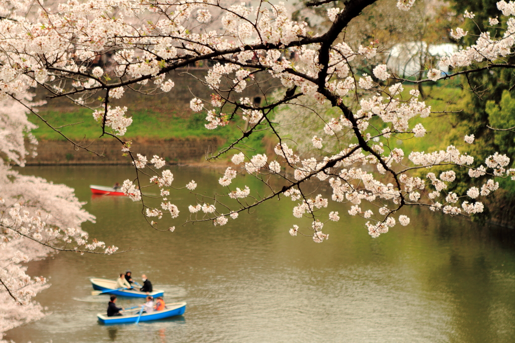 桜見物