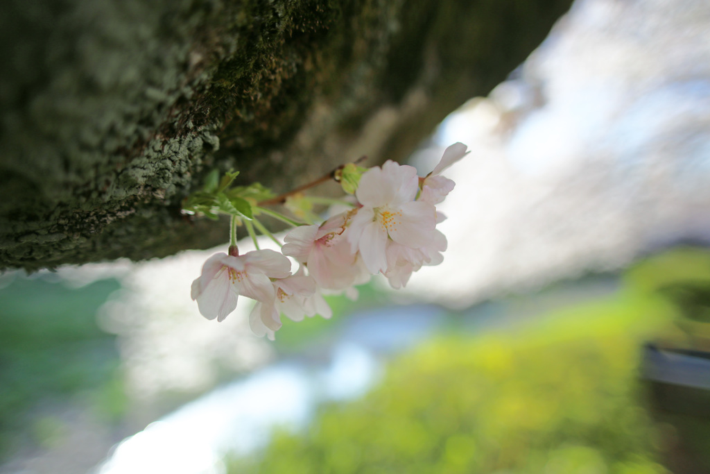 近所の桜