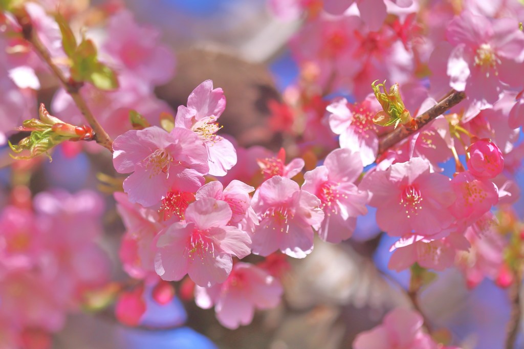 Ｊｋ桜      春の兆し