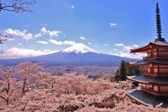 忠霊塔、桜　富士山