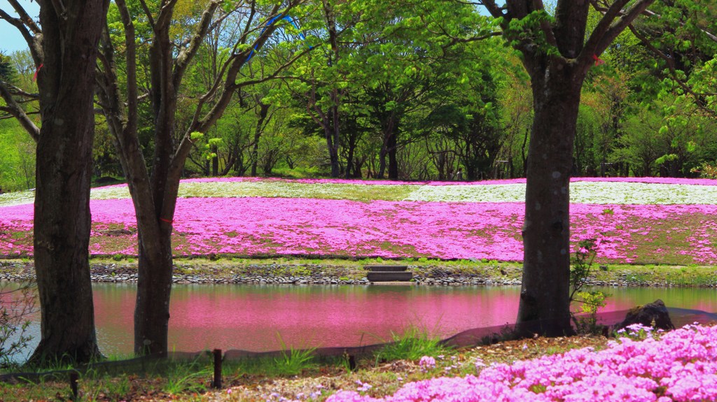 森の中の芝桜