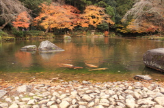 緋鯉と紅葉