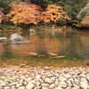 緋鯉と紅葉