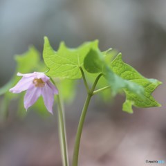 守ってあげる