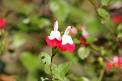 野に咲く花