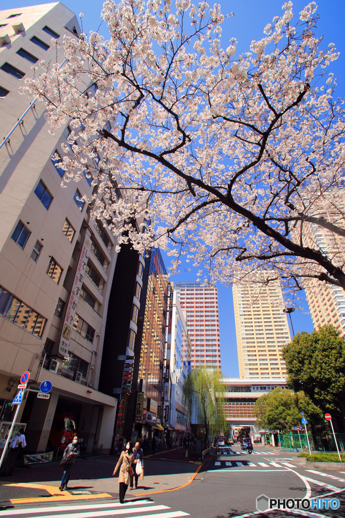 日暮里駅の桜