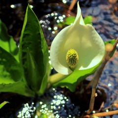 池塘に水芭蕉