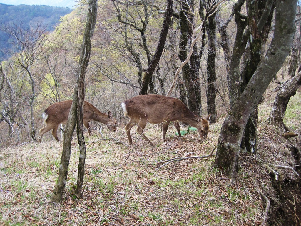 丹沢の鹿