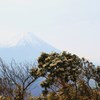 枯れ木も山のにぎわい