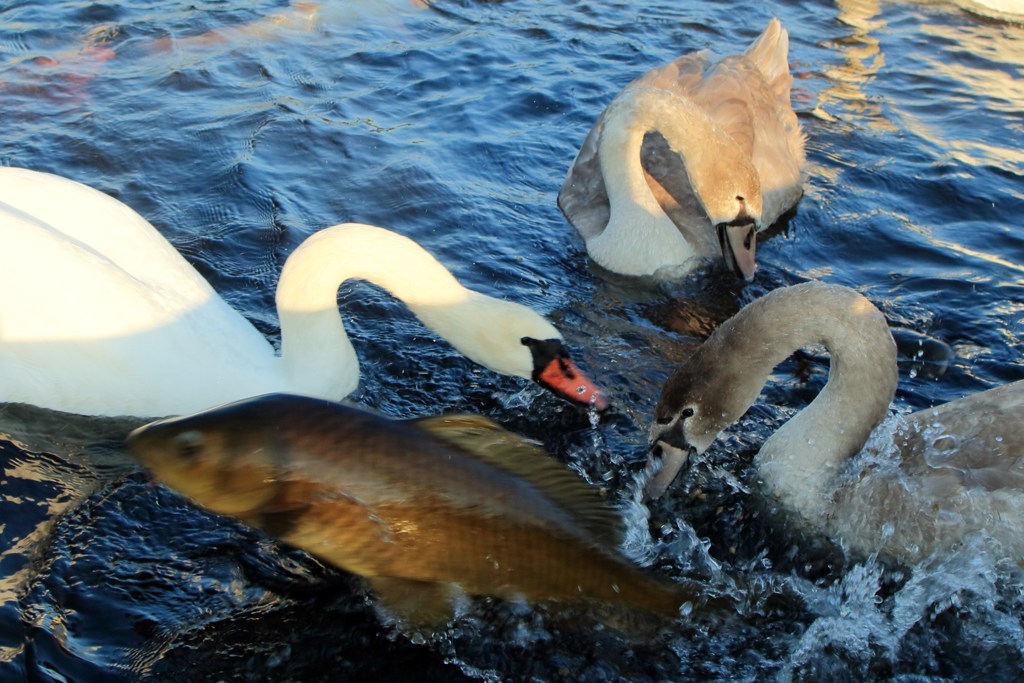 鳥は水に、魚は空に