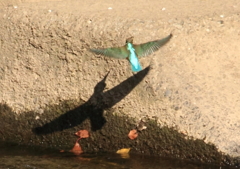 影