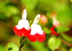 水辺の花