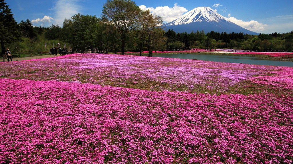 緑と芝桜に囲まれて