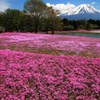緑と芝桜に囲まれて