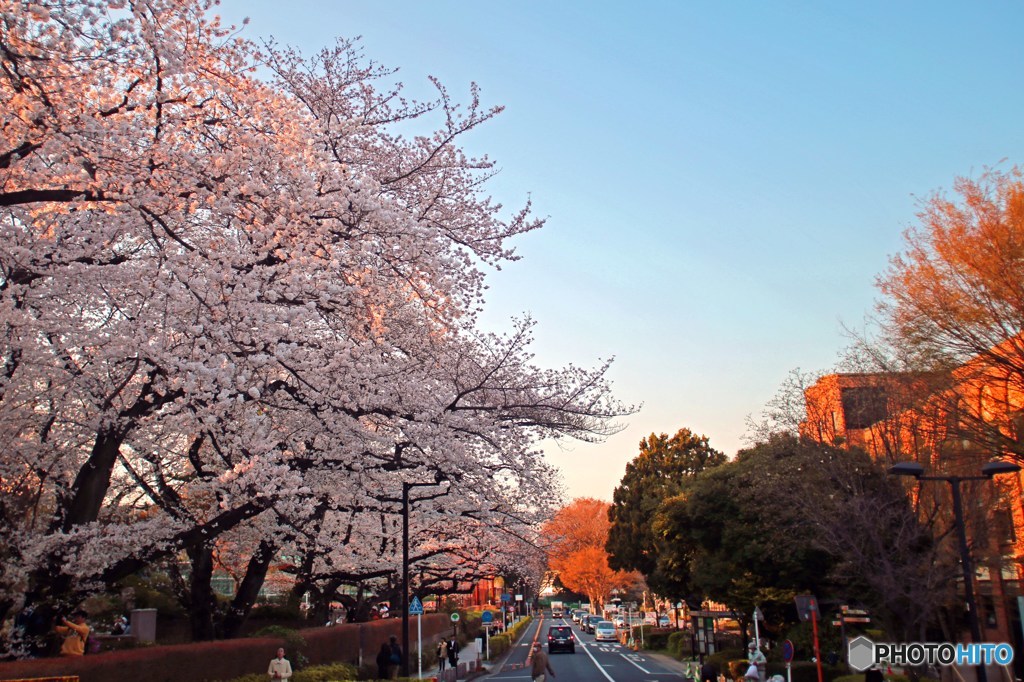 桜満開