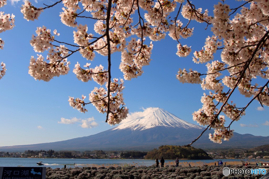 富士を彩る桜