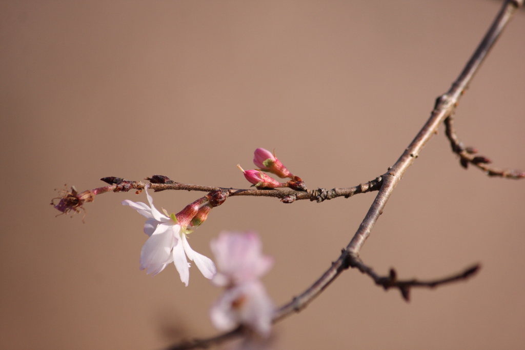 冬桜