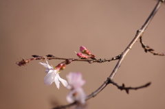 冬桜