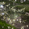 長秒露光　映り込み　夜桜