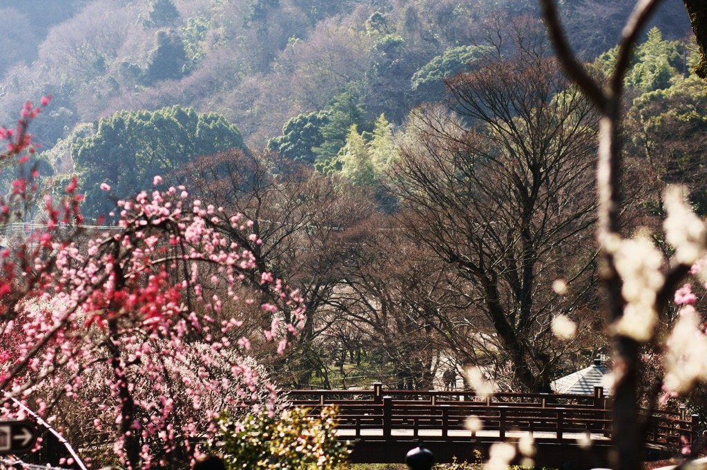 熱海梅園