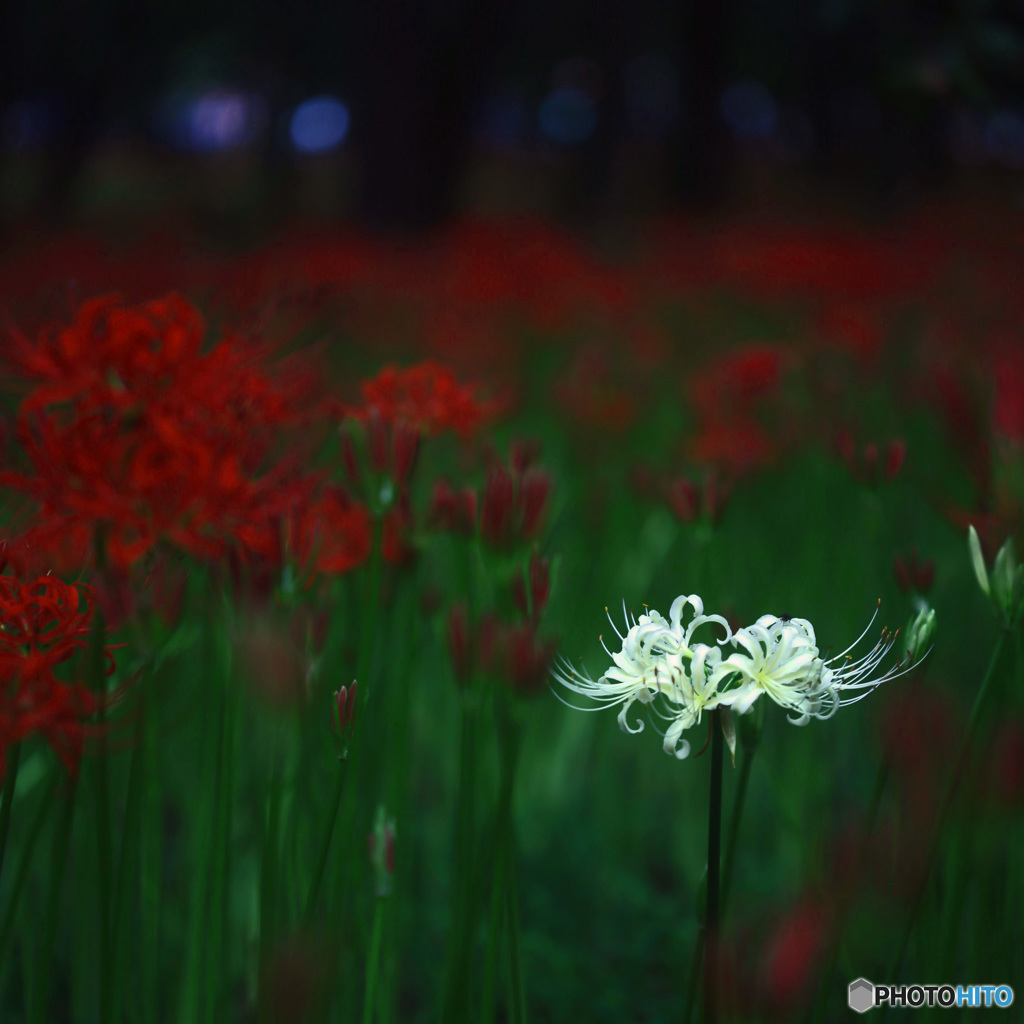 白一点