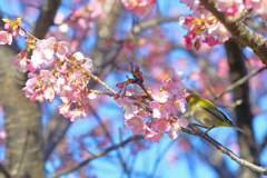 メジロと河津桜