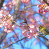 メジロと河津桜