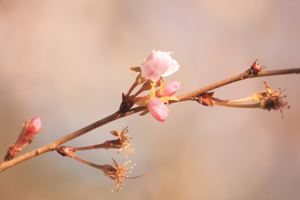 冬桜