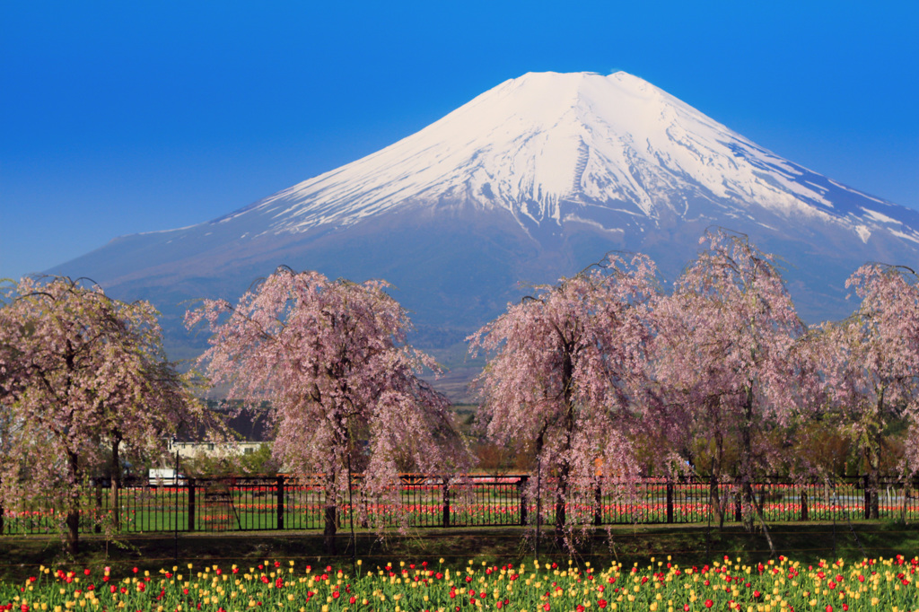 花の都公園より